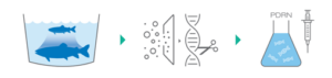 Souvislost-DNA-RNA-a-PDRN